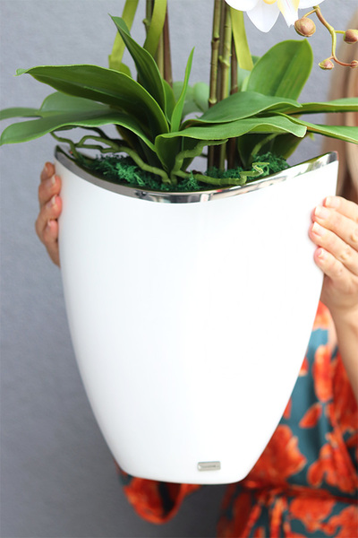 Kapitol White, sztuczny storczyk w biało-srebrnej donicy