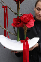 Amarylis Callena, świąteczna kompozycja z czerwonymi kwiatami, wys.