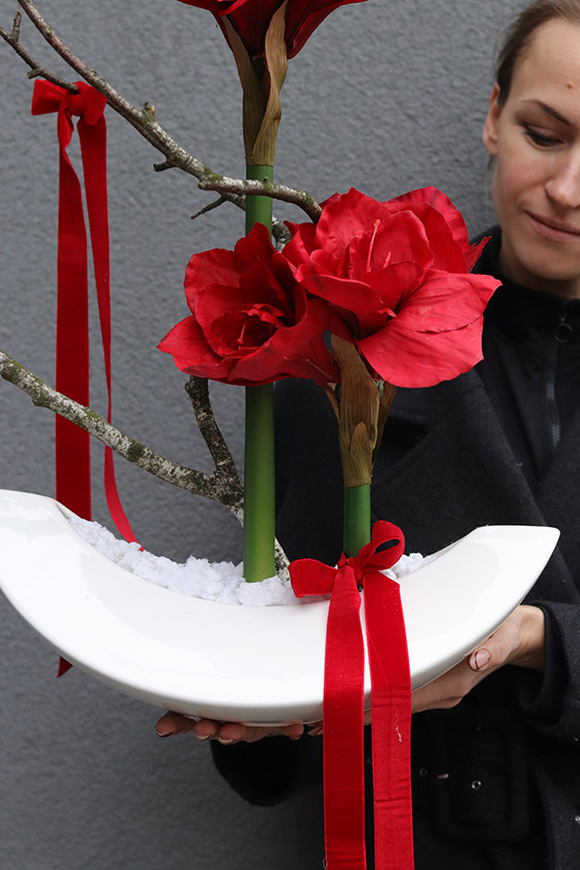 Amarylis Callena, świąteczna kompozycja z czerwonymi kwiatami, wys.