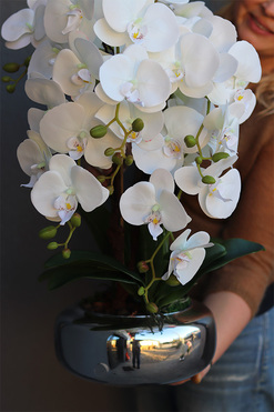 Betrana Pompadour Silver, gumowy storczyk w srebrnej misie, wys.65cm