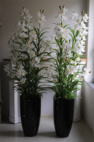 Ambasador Grande Fiberglass, efektowny storczyk w czarnej donicy,