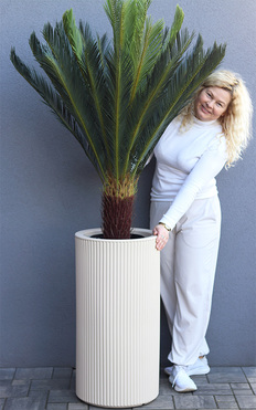 OD RĘKI Cykas Grande Lamela, sztuczna roślina w donicy, wys.184cm