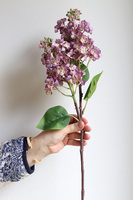 Bzy Royal, gumowy bez kwitnący lilak