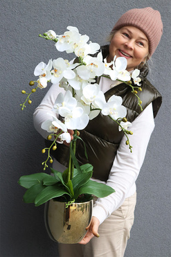 Jeanne Gold, storczyk w złotej doniczce, wys.68cm