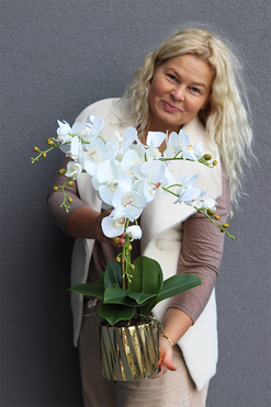 Gold Gregona, storczyk w złotym naczyniu, wys.61cm