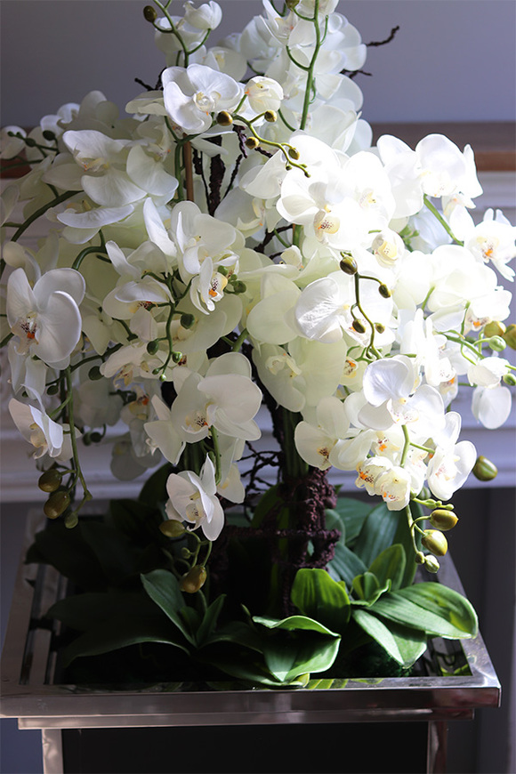 Monumento Royal, ekskluzywny storczyk podłogowy w metalowej donicy