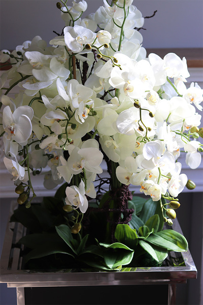 Monumento Royal, ekskluzywny storczyk podłogowy w metalowej donicy