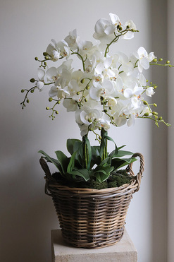 Rattania Cottage, sztuczny storczyk w wiklinowym koszu, wys.85cm 