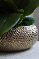 Pink Goldie, gumowy storczyk w złotej donicy