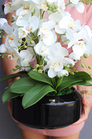 Gaina Black, wysokiej jakości sztuczny storczyk