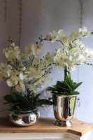 Calea Cooler 2, kremowy storczyk w naczyniu