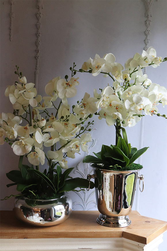 Calea Cooler 2, kremowy storczyk w naczyniu