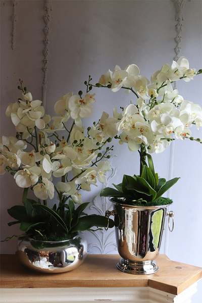 Calea Cooler 2, kremowy storczyk w naczyniu