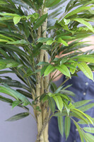 Mangowiec Concrete, sztuczna roślina w donicy