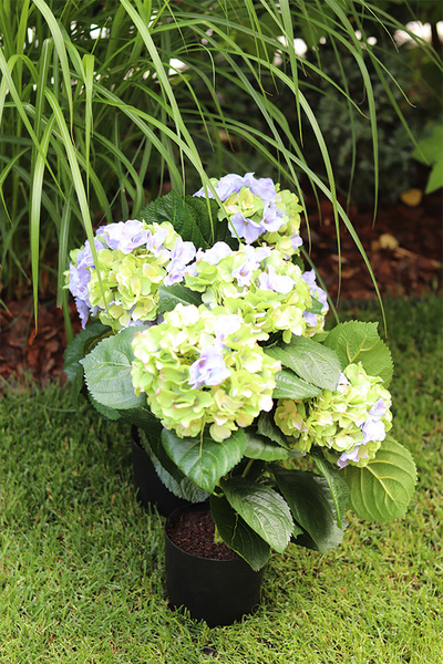 doniczkowa hortensja Zielono-Niebieska, wysokiej jakości sztuczne kwiaty, wys.40cm  