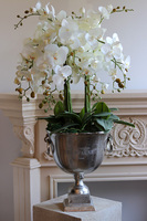 Deluxe Silver 2, storczyk w srebrnym pucharze