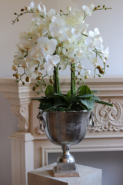 Deluxe Silver 2, storczyk w srebrnym pucharze