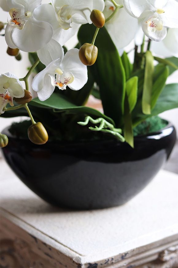 Blackino, storczyk w czarnej donicy, wys.50cm 