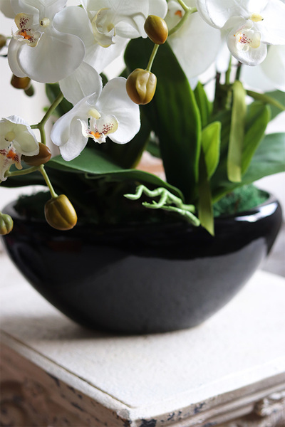 Blackino, storczyk w czarnej donicy, wys.50cm 