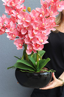 Cymbydium Glamour, gumowy storczyk w doniczce