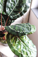 Kalatea, sztuczna roślina doniczkowa, wys.73cm 