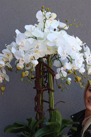 elegancki storczyk podłogowy w srebrnej donicy, Silverio, wys.130cm