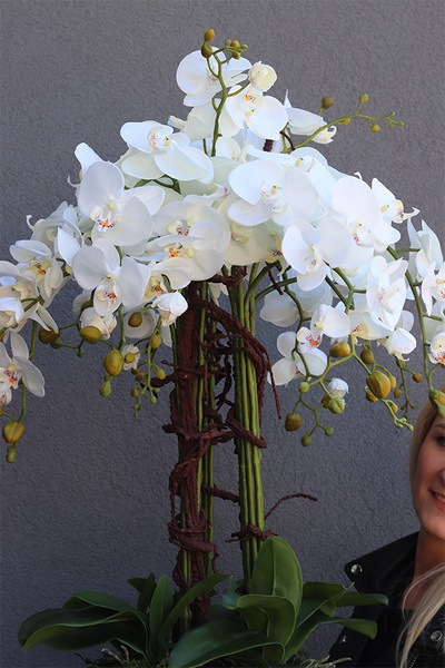 elegancki storczyk podłogowy w srebrnej donicy, Silverio, wys.130cm