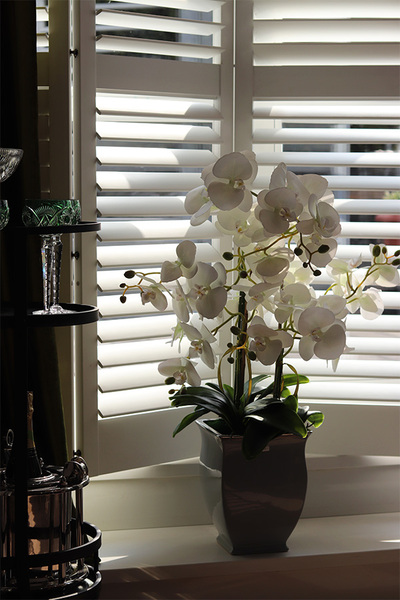 Eveline Grey, gumowy storczyk w donicy