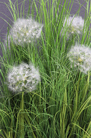 Klinno Saute, trawy z dmuchawcami do Twojej donicy