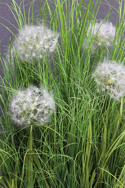 Klinno Saute, trawy z dmuchawcami do Twojej donicy, wys. 115cm