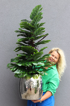 Monstera Silver Deluxe, drzewko sztuczne w donicy, wys.130cm