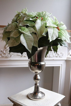 Gwiazda Betlejemska Pucharia, kompozycja świąteczna, wys.77cm