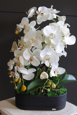 Black Resta, nowoczesny storczyk w czarnej osłonce, wys.54cm