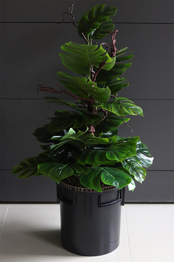 Monstera Saute, sztuczna roślina do twojej donicy, wys.72/105cm