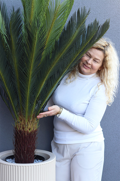 Cykas Grande Lamela, sztuczna roślina w donicy