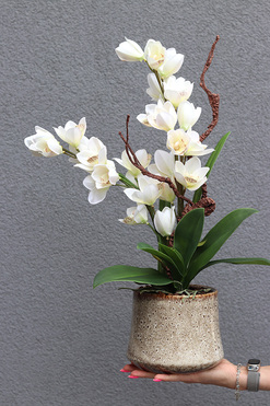 Deligeta, gumowy storczyk cymbydium w doniczce, wys.56cm 