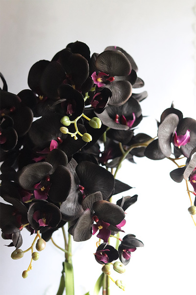 Antique Black, czarny storczyk w złotej misie