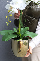 Jeanne Gold, storczyk w złotej doniczce