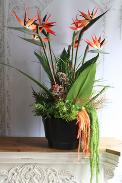 Strelicja Exotic Red, kompozycja do twojej donicy, wys.62cm