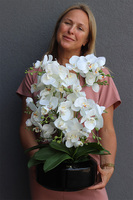 Gaina Black, wysokiej jakości sztuczny storczyk