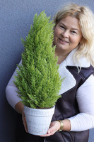 choinka sztuczna ozdoba świąteczna, Cyprys