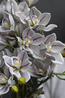 Newport Figaro, storczyk cymbydium w doniczce