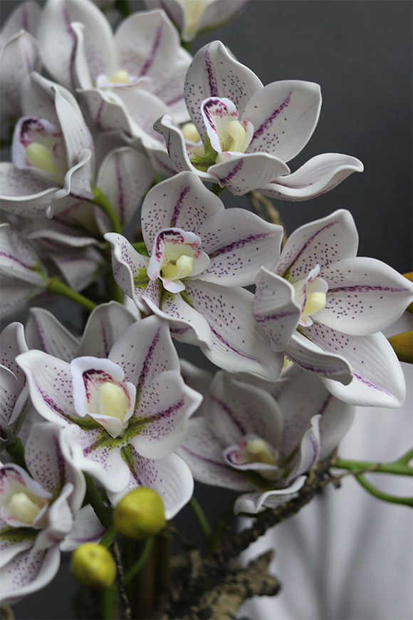 Newport Figaro, storczyk cymbydium w doniczce