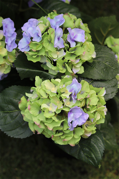 doniczkowa hortensja Zielono-Niebieska, wysokiej jakości sztuczne kwiaty, wys.40cm  