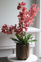 Selania Blush, różowy storczyk