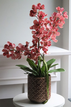 Selania Blush, różowy storczyk, wys.68cm