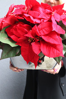 Gwiazda Betlejemska Silverisso, wysokiej jakości sztuczna roślina, wym.30x42cm 