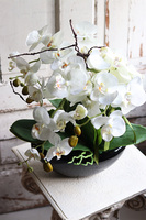 Blackino, storczyk w czarnej donicy, wys.50cm 