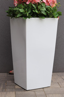 Pinke Mediolan, gumowy storczyk podłogowy w donicy