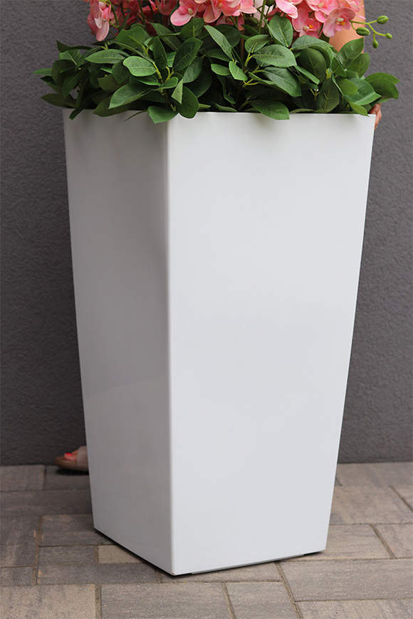 Pinke Mediolan, gumowy storczyk podłogowy w donicy